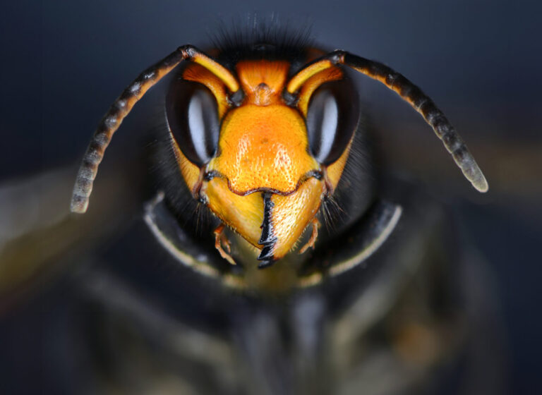 Bees at risk: can we stop the hornet invasion?
