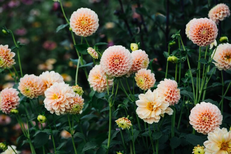 Essential jobs in the garden this September