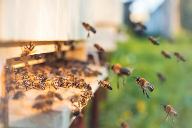A sting operation bee-hind enemy lines