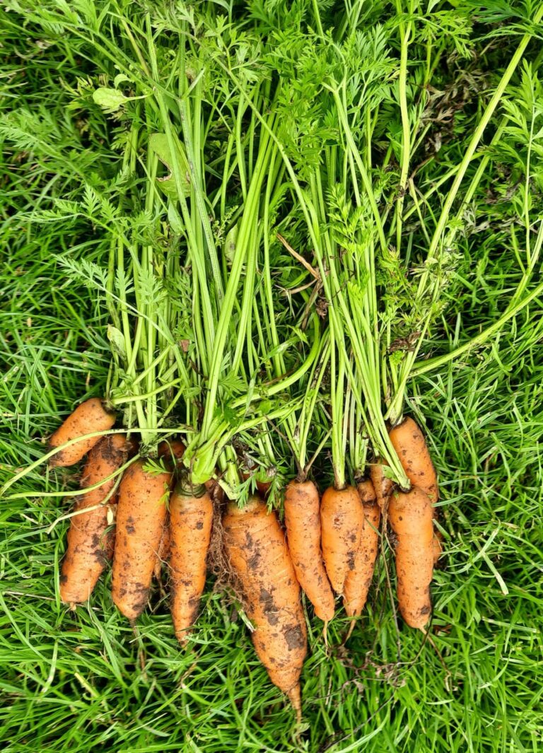September diary: The Voice of the Allotment