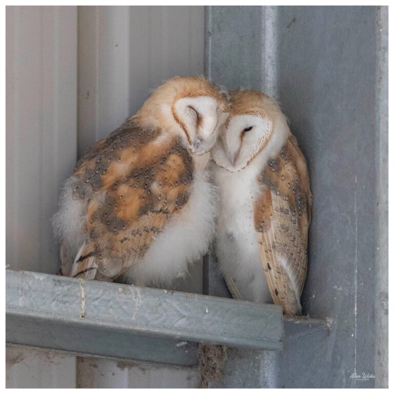 Owls in the combine