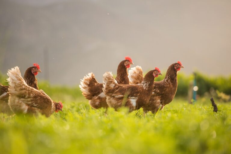 Cluckonomics revisited: Farm Tales