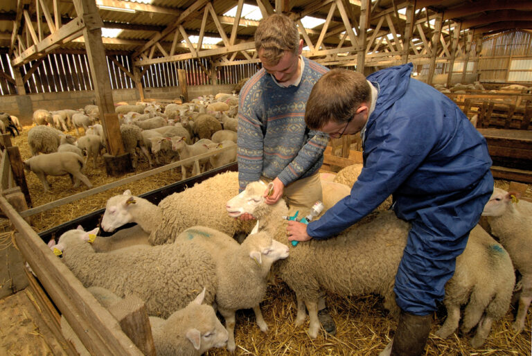 Government caught with its flock down