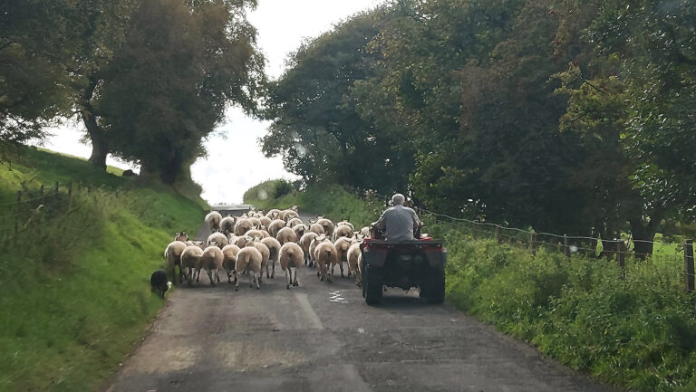 Farms to the slaughter