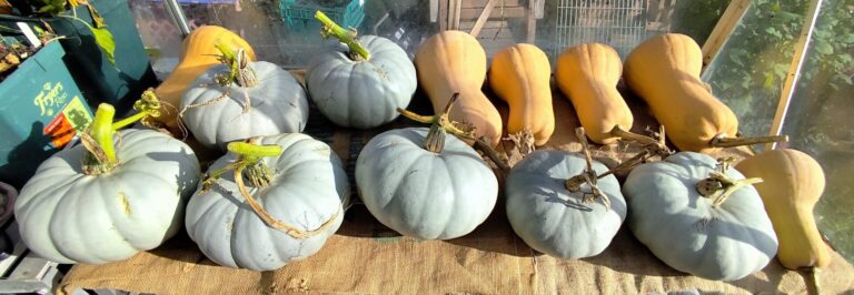 October diary | The Voice of the Allotment
