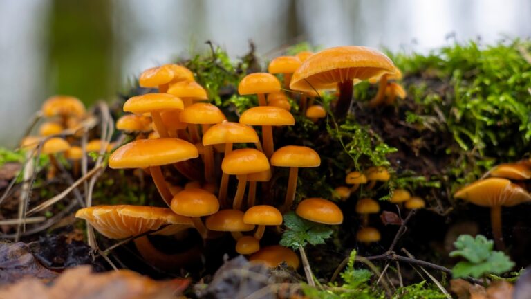 Fantastic fungi in Dorset