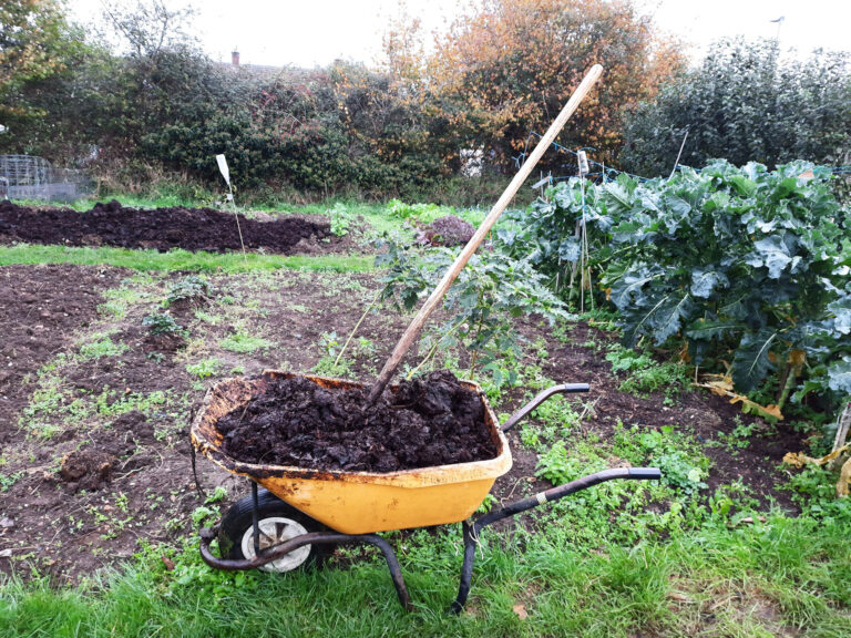 The Voice of the Allotment: November diary
