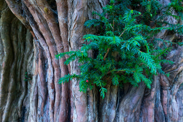 Our ancient neighbours