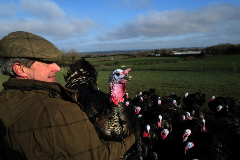 From farm to festive feast