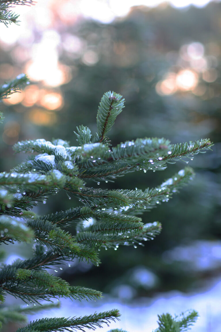 Christmas trees grown in Dorset by Trinity street trees