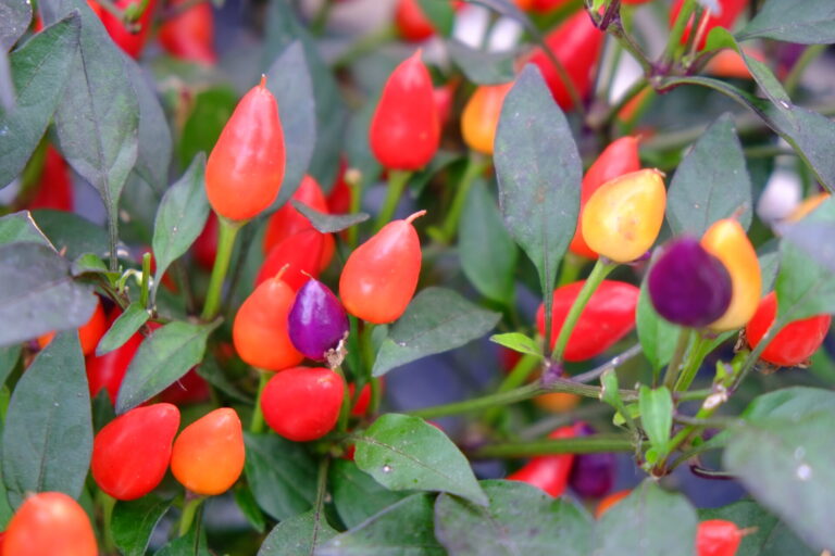 Feel the Heat: Great Dorset Chilli Festival Returns This August!
