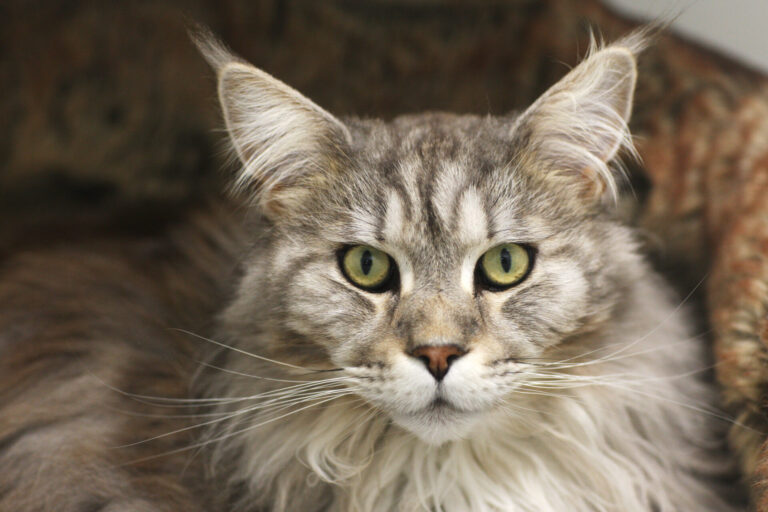 It’s purr-fect inside Dorset Cattery