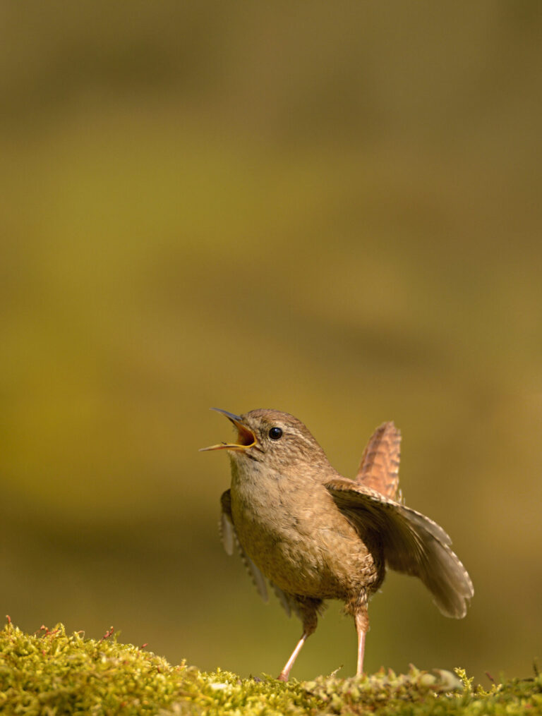 Troglodytes troglodyte – the king of the birds