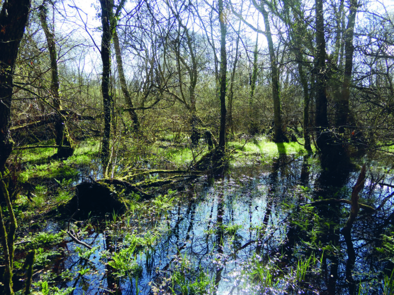 A wetland revival