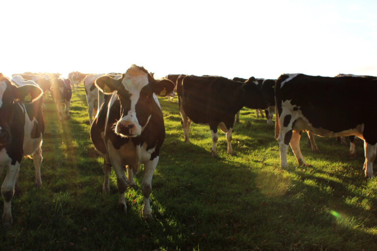 The 47 cow heartbreak
