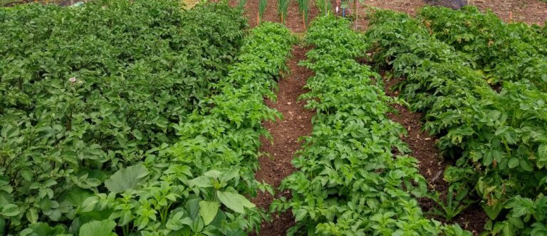January diary | The Voice of the Allotment