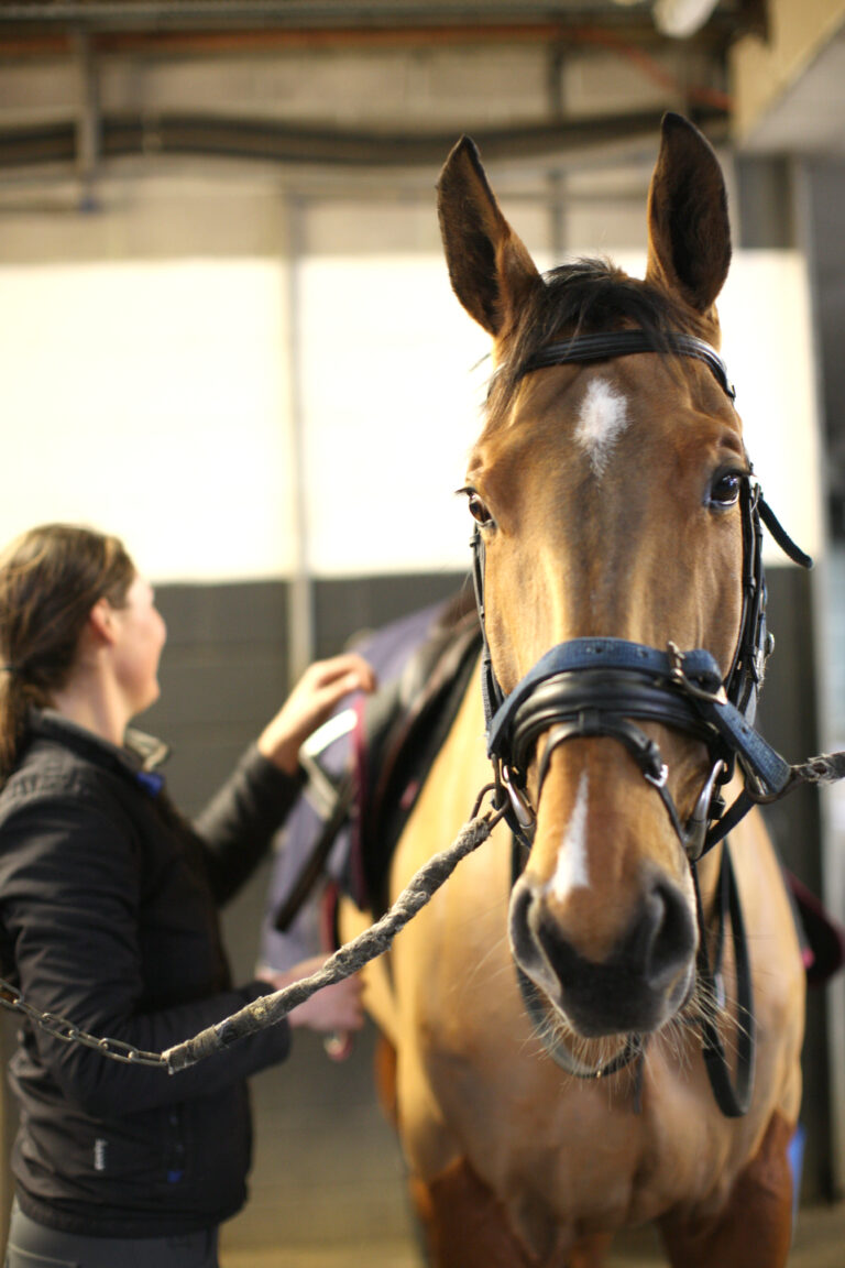 Four horses, eight tests