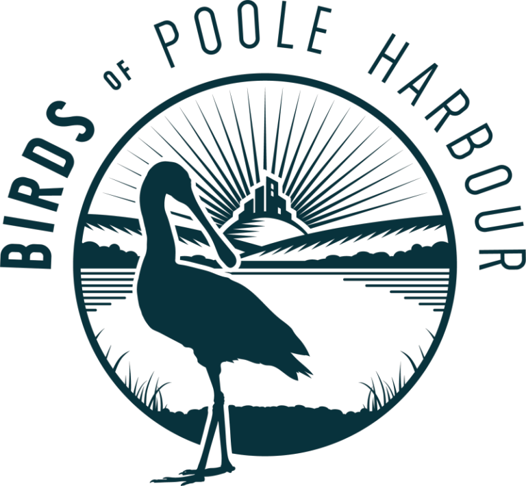 Free wildlife events for teens in Poole Harbour