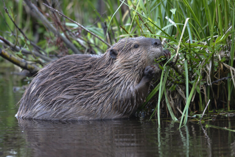 Beavers, Floods and Poo – February’s BV Podcast