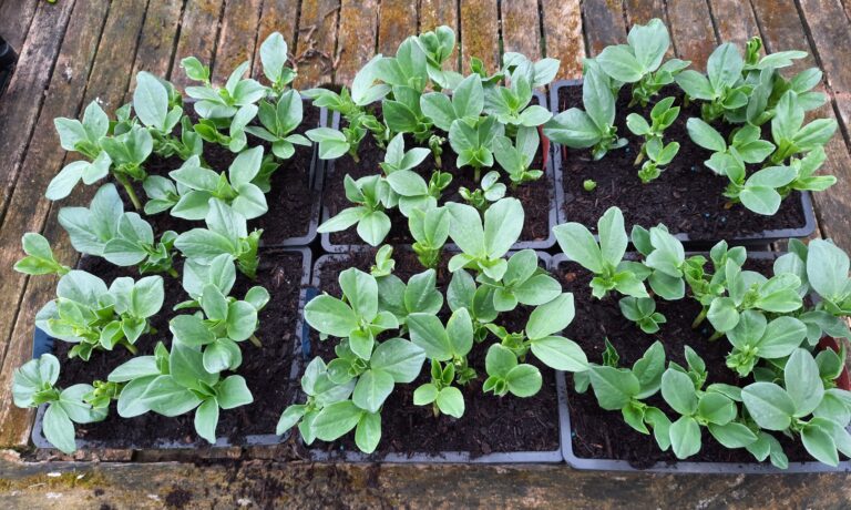 February diary : Barry Cuff’s allotment