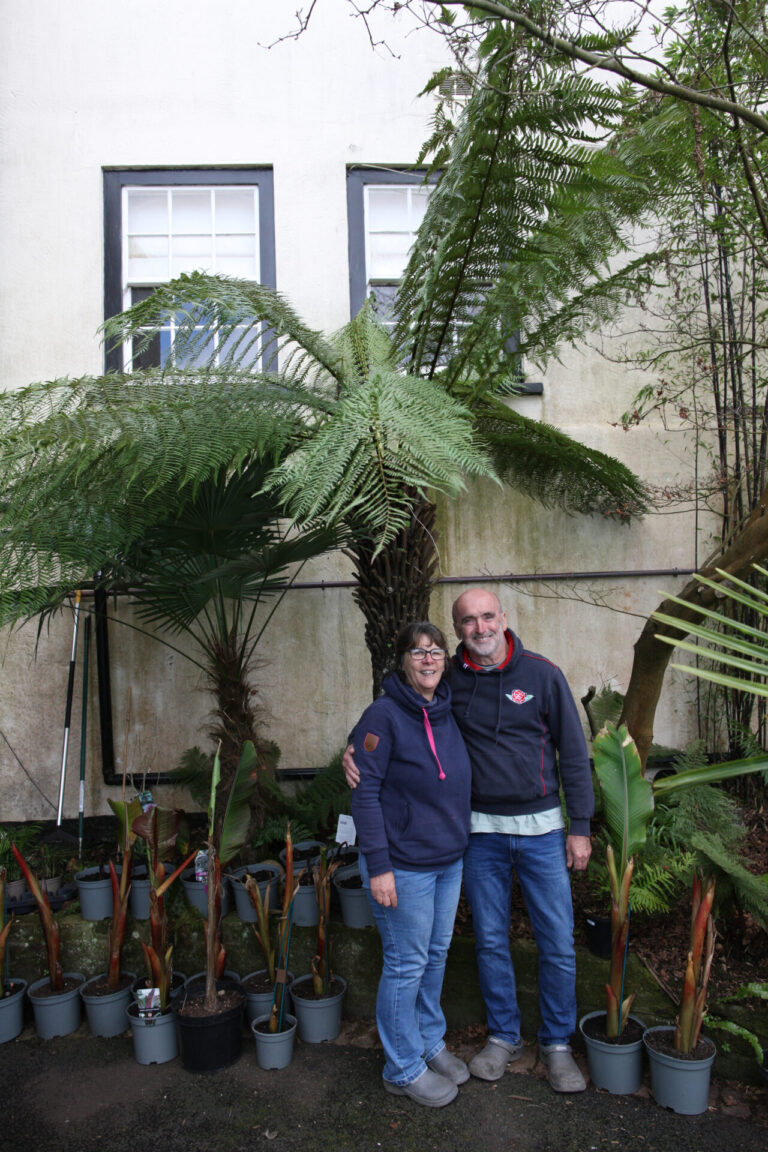Forever fronds
