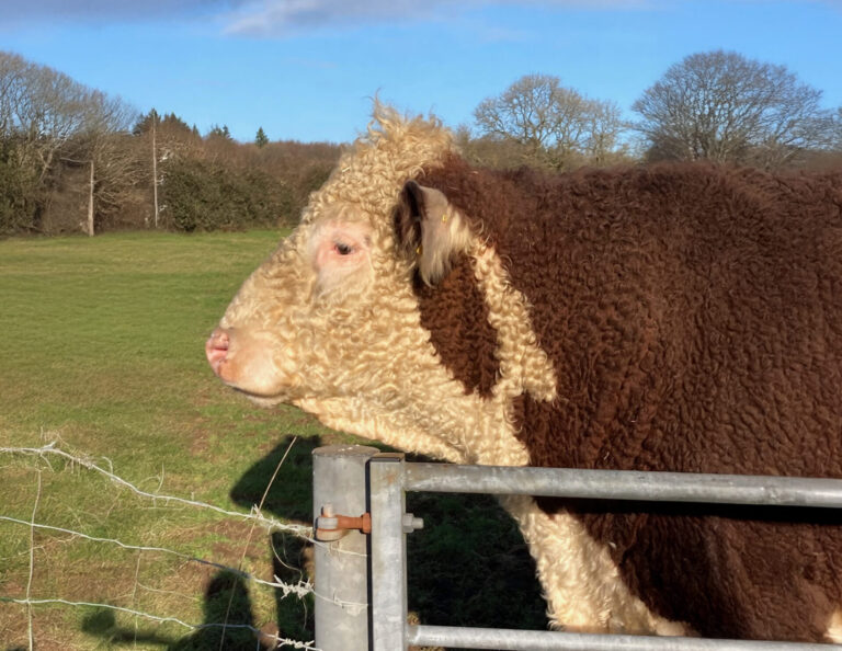 The green farming dream lies in tatters