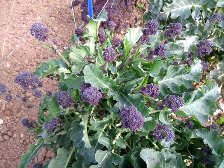 Barry Cuff’s allotment: March diary