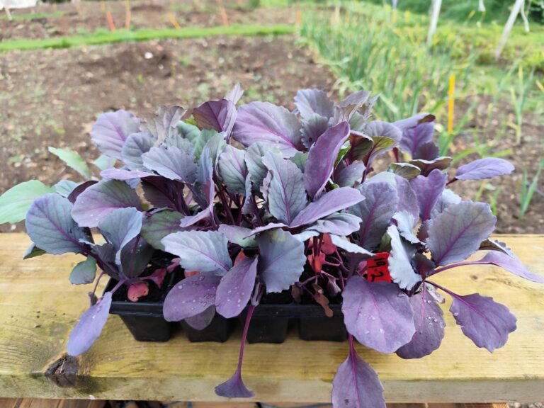 Barry Cuff’s allotment: April diary 2025