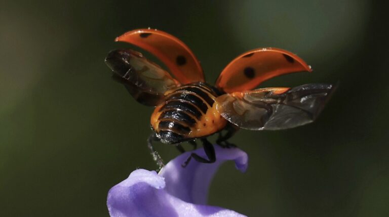 image of a lady bird in the BV magazine issue cover