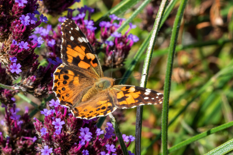 May in the garden