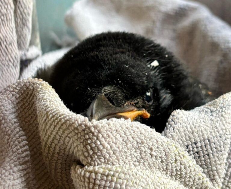 Dorset’s angry pom-pom who stole 100,000 hearts