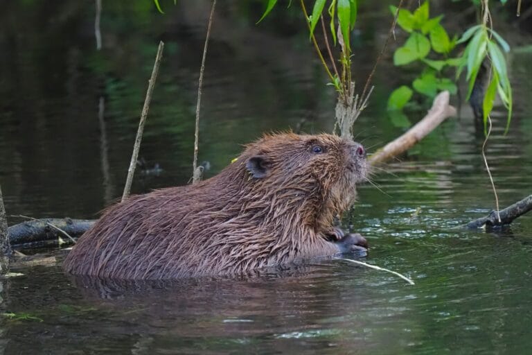 Gary jacobs Beaver in the Stour cover for The BV June 25 issue