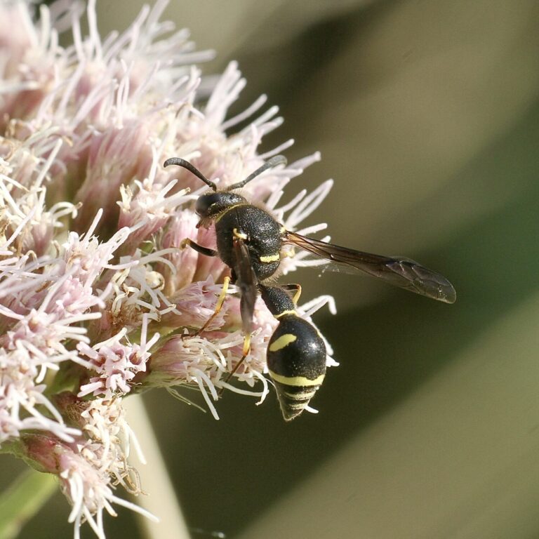 Look again at wasps