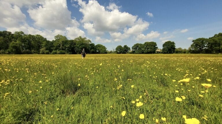 Buttercup meadows in North Dorset