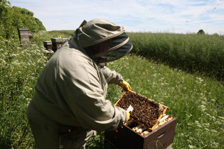 In the company of bees