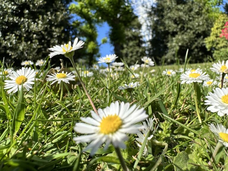 June in the garden