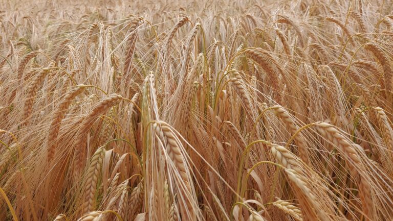 No appetite for food security