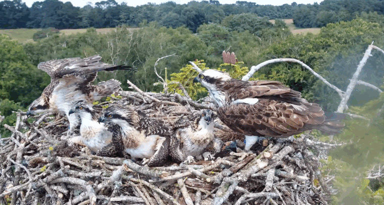 Wildlife within reach