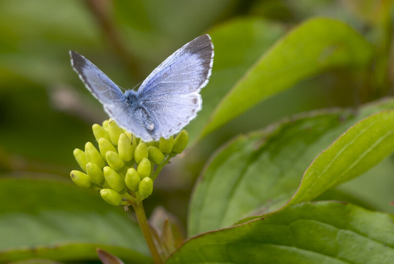 Summer butterflies