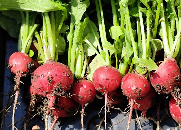 June diary | The Voice of the Allotment