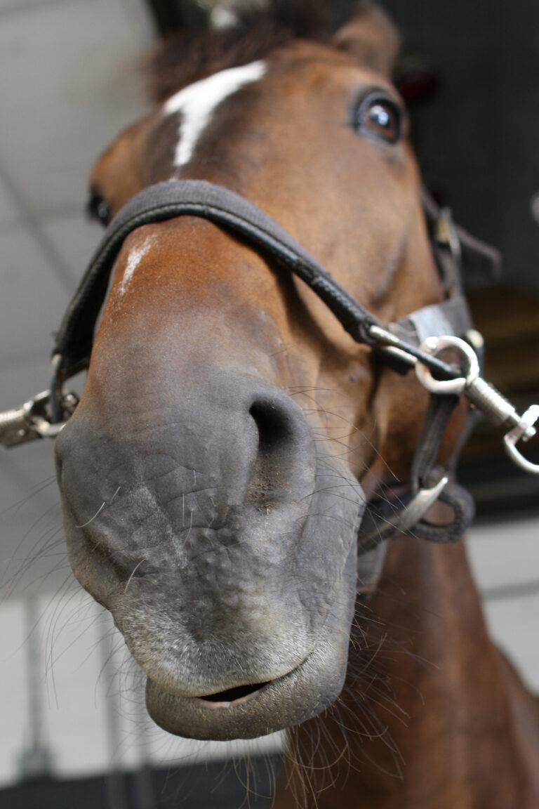 Basil goes to Bramham