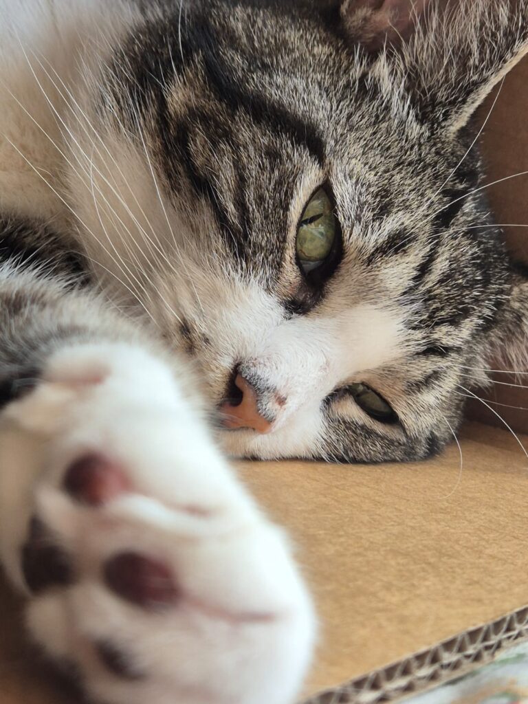 A stray cat called Bentley and the ladies who saved Shakespeare