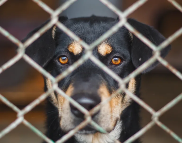 Unlicensed rescues put dogs and families at risk