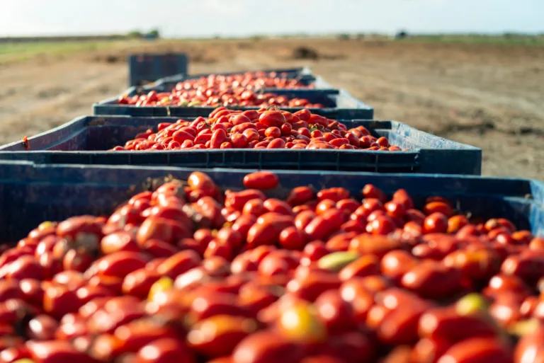 Importing tomatoes, exporting common sense