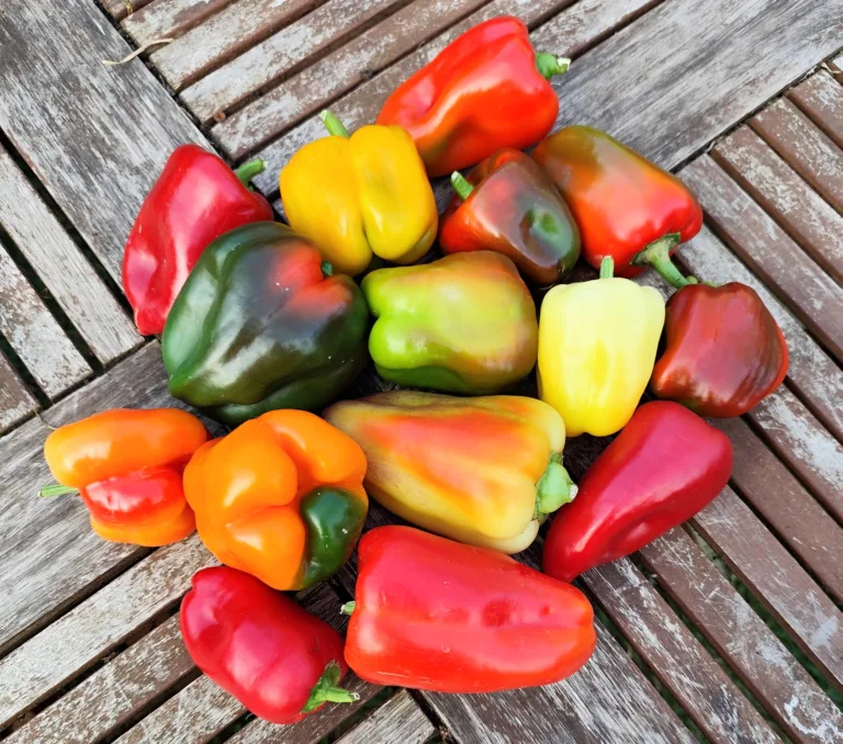 Allotment diary: July 2025