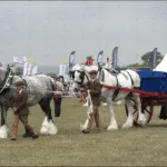 The BV puzzles September 25