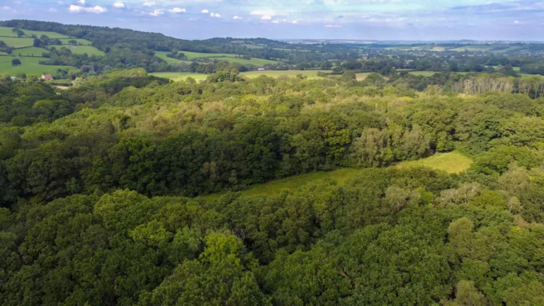 Take a wildlife walk at Bracketts Coppice nature reserve