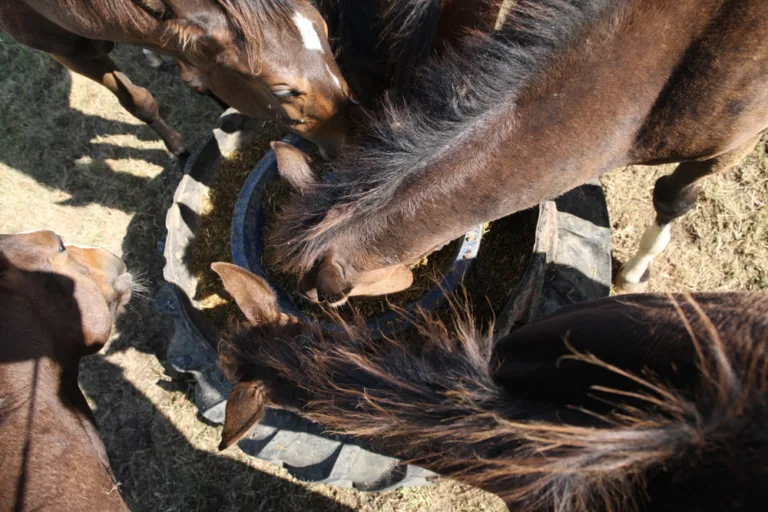 Laminitis, acorns and the final-final foal has landed