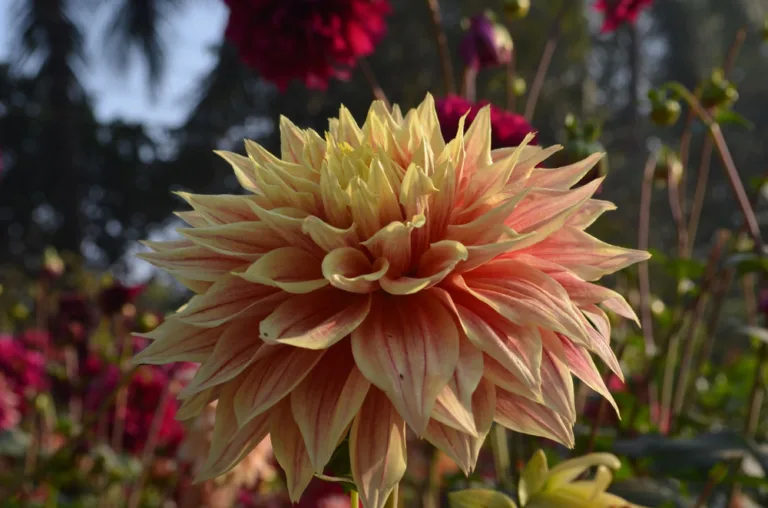 September in the garden