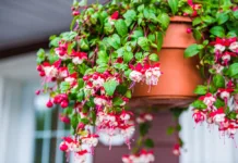 October jobs in the garden